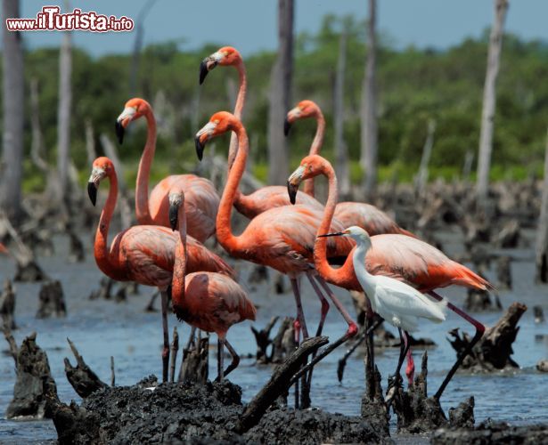 Immagine Fenicotteri sul Rio Maximo a Camaguey, Cuba - Un gruppo di fenicotteri fotografati nel vasto ecosistema palustre che si si trova nella provincia di Camaguey, nella zona centrale di Cuba. Alla foce del Rio Maximo, che forma un delta di sabbia, sorge un importante rifugio per la fauna selvatica. Qui nidificano fenicotteri che attraversano il mar dei Caraibi e le Indie Occidentali oltre altri uccelli migratori di tutt'America © Sergey Uryadnikov / Shutterstock.com