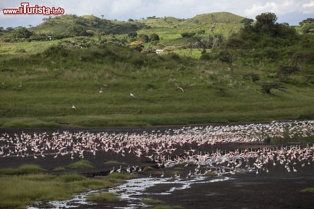 Immagine Fenicotteri nell'Arusha national park in Tanzania fotografati durante un safari