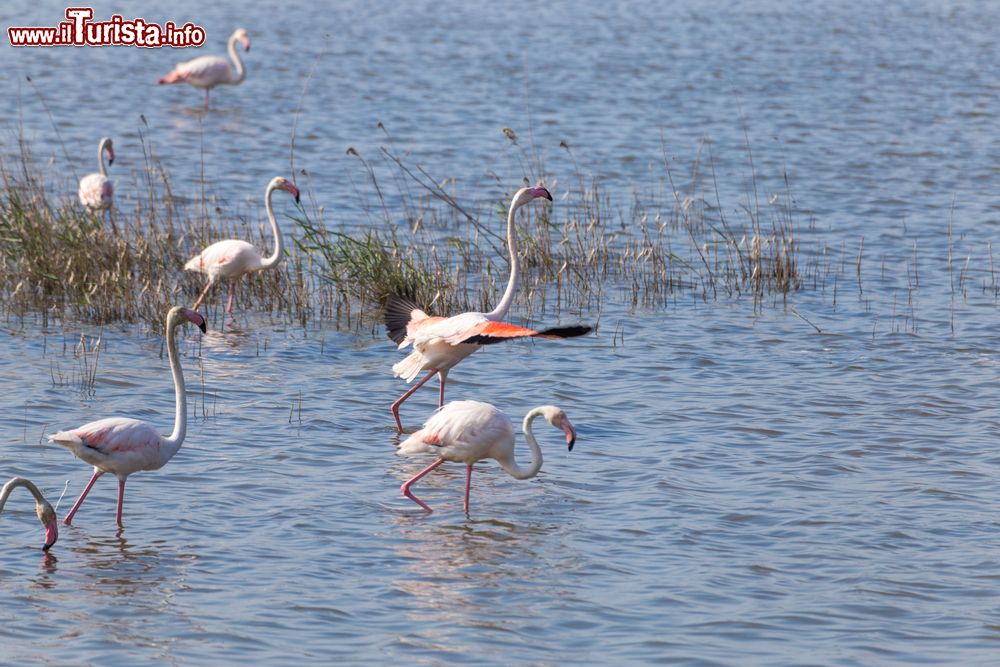 Immagine Fenicotteri nelle saline di Priolo in Sicilia