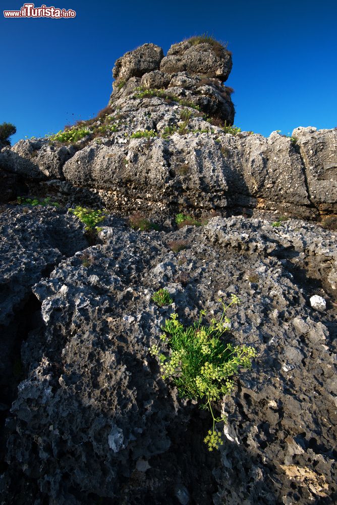 Immagine Fiori di montagna nei dintorni di Formia, provincia di Latina, Lazio. In questo territorio la vegetazione sembra quasi sparire per lasciare spazio a rocce selvagge dalle forme bizzarre.
