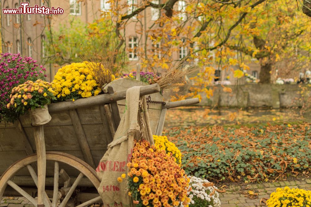 Immagine Fiori e paesaggio autunnale ad Arcen in Olanda