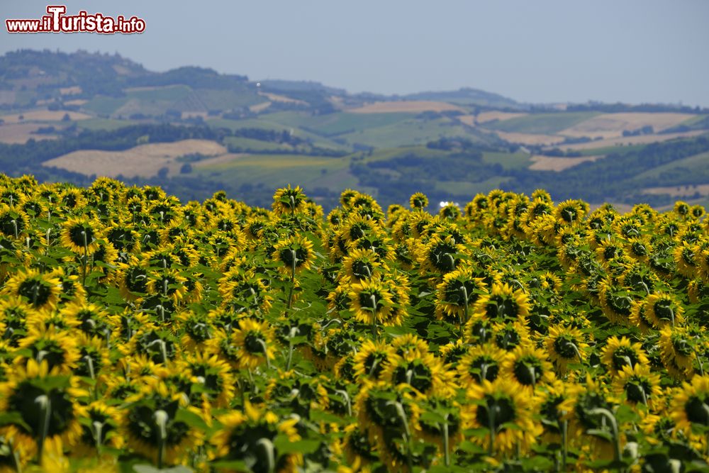 Immagine Fioritura di girasoli nelle campagne di Montecassiano nelle Marche