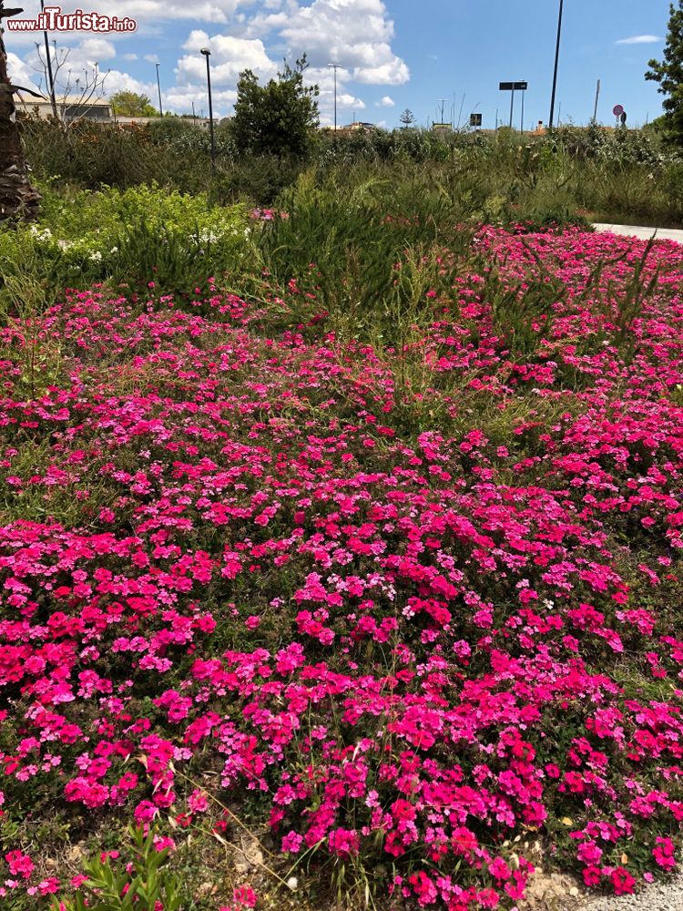 Immagine Fioritura nelle campagne di Selargius in Sardegna