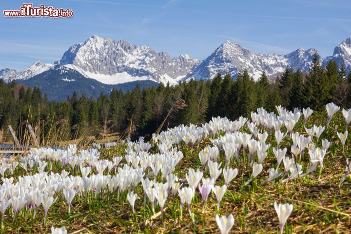 Immagine Fioritura primaverile di crocus con i monti del Karwendel innevati sullo sfondo, Germania - © SusaZoom / Shutterstock.com