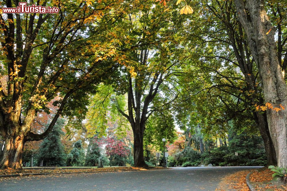 Immagine Foliage autunnale a Volunteer Park, Seattle, Washington. Questo parco ospita anche un anfiteatro, una torre d'acqua con ponte di osservazione, il Seattle Asian Art Museum e il memoriale del giudice Burke. 