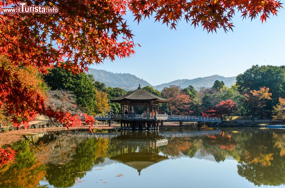 Immagine Foliage autunnale in un parco cittadino di Nara, Giappone.