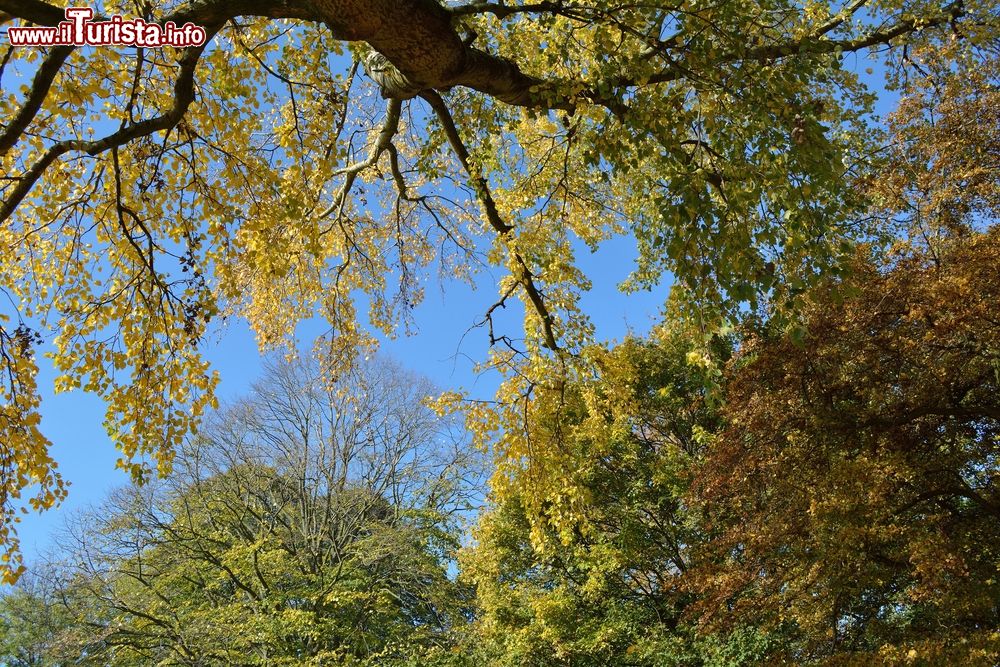 Immagine Foliage autunnale in un parco della città di Middelburg, Olanda.