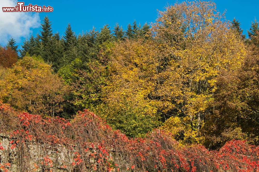 Immagine Foliage autunnale nel Parco Nazionale delle Foreste Casentinesi, Camaldoli, Toscana. Istituito nel 1993, il parco si trova nell'Appennino tosco-romagnolo.