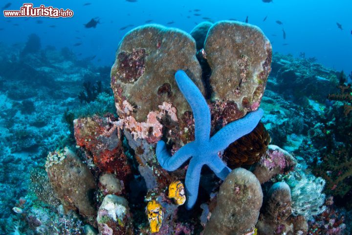 Immagine I fondali e le barriere coralline dell'arcipelago di Sulawesi sono straordinari per le immersioni nel mare che circonda l'Indonesia - foto © Ethan Daniels / Shutterstock.com