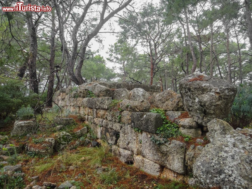 Immagine Foresta con nebbia lungo la costa Mediterranea fra Kemer e Tekirova vicino a Faselide, Turchia.