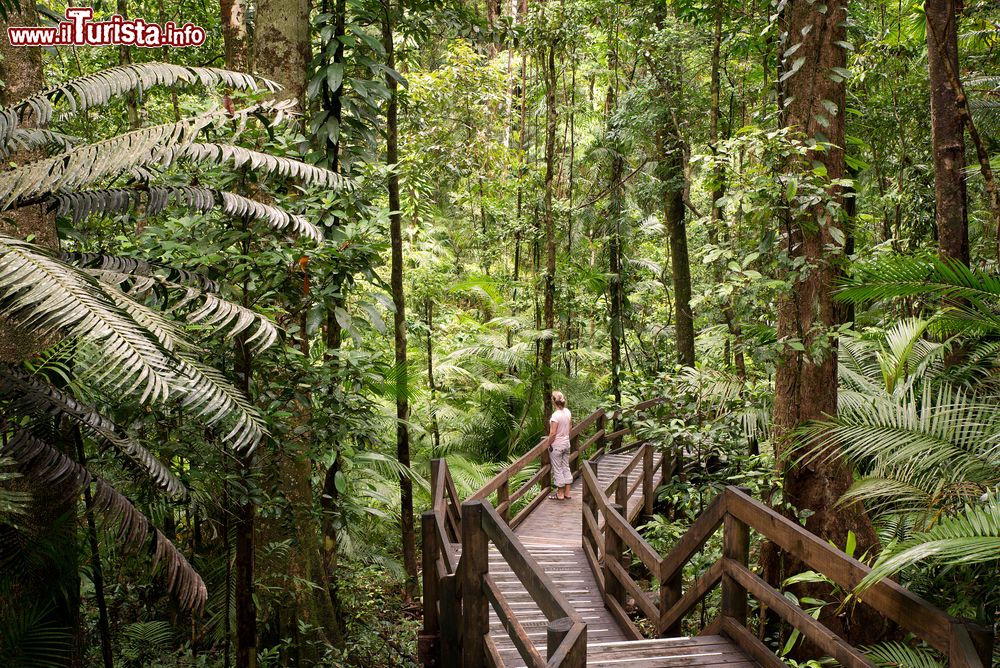 Immagine Foresta nel Daintree National Park, Australia. Nel Daintree Discovery Centre si può passeggiare su un sentiero sospeso a più di 20 metri che permette di trascorrere alcune ore fra le cime degli alberi.