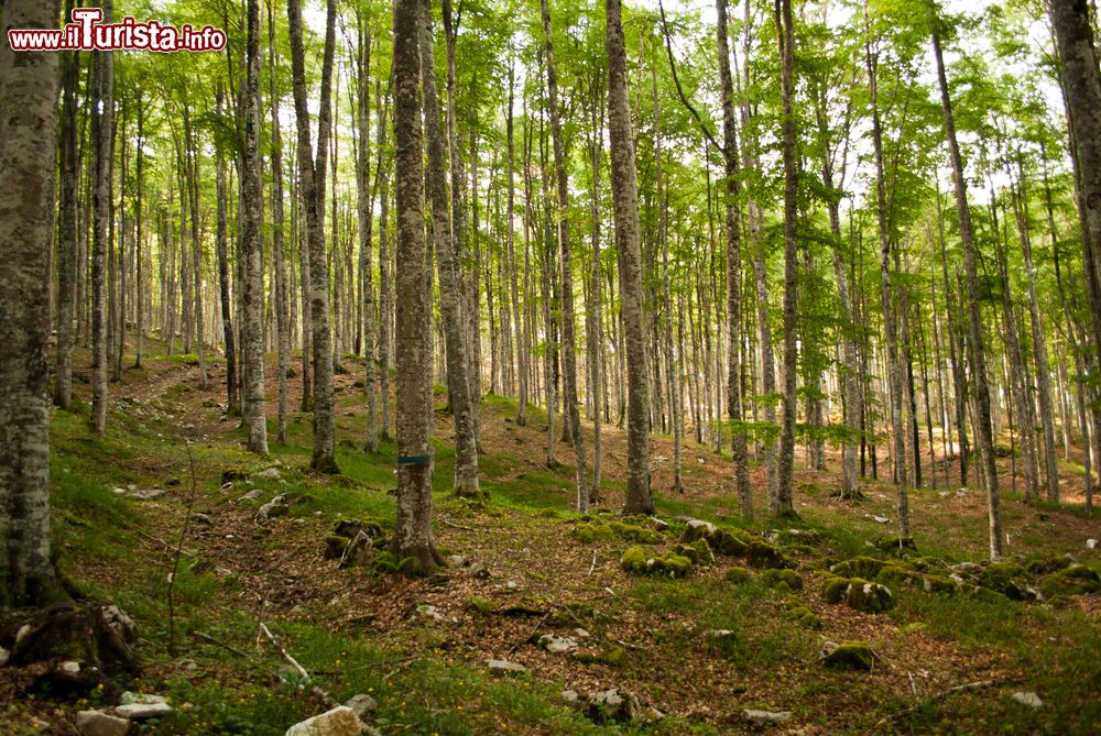 Immagine Foresta nelle montagne delle Dolomiti nei pressi di Alleghe, provincia di Belluno.
