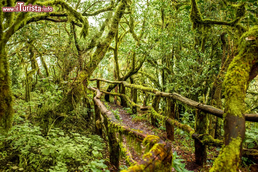 Immagine La foresta del Parque Nacional de Garajonay sull'isola di La Gomera, nella zona occidentale dell'arcipelago delle Canarie (Spagna).