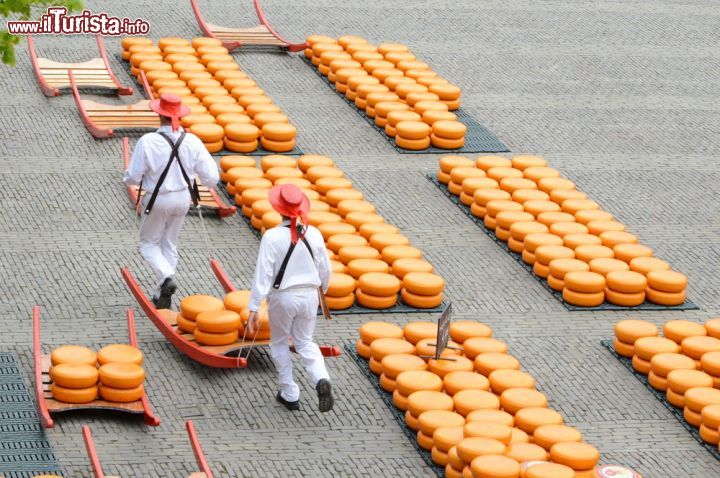 Immagine Formaggi gouta al mercato di Alkmaar (Olanda) - Trattandosi di forme che pesano per forma sui 14 kg circa, ovviamente il loro trasporto necessita di attrezzi e persone adeguate. Come si vede dall'immagine i trasportatori sono due uomini che indossano vestiario tipico della tradizione costumistica olandese e utilizzano un curioso tavolo a raso terra dalle corde morbide, anch'esso elemento della tradizione che continua dal '200 circa - © Berit Kessler / Shutterstock.com