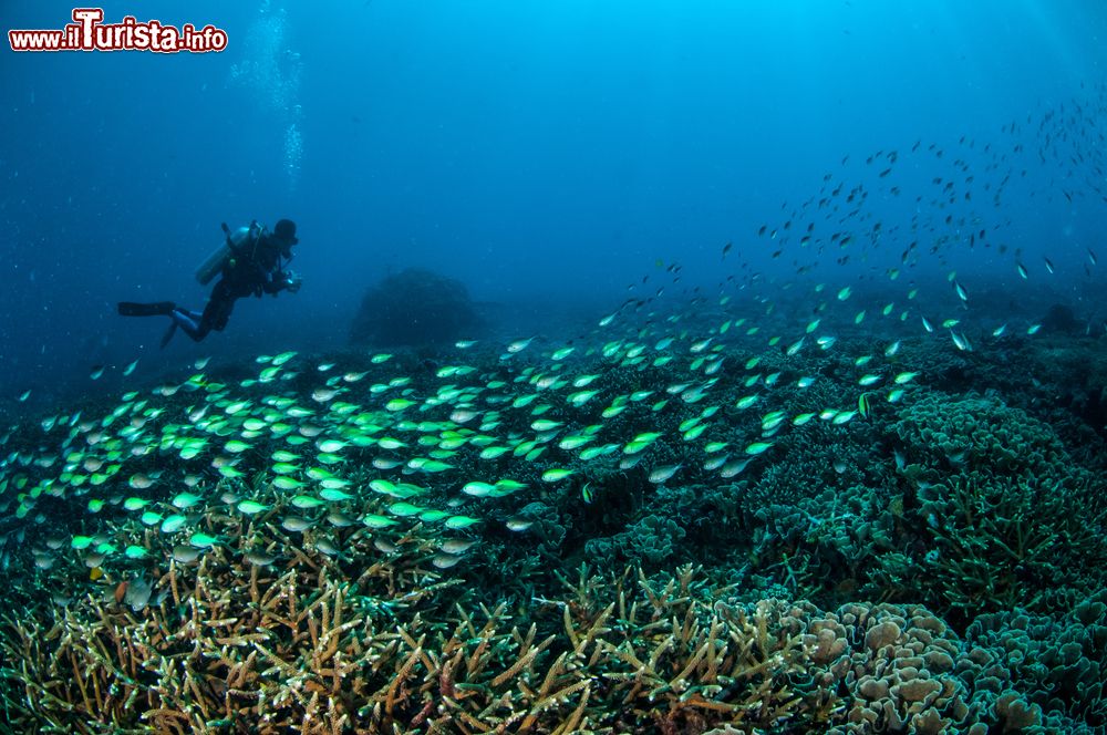 Immagine Foto subacquea di un sub e di un banco di pesci nella barriera corallina di Gili, Nusa Tenggara Barat, Indonesia.
