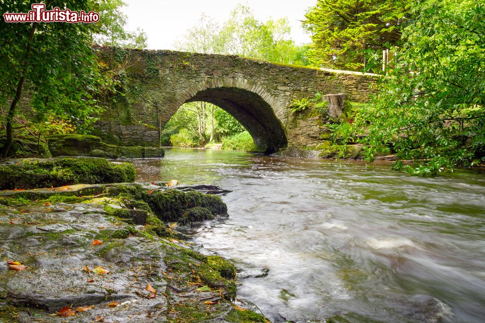 Immagine Fotografia del torrente Clare Glens a Limerick, Irlanda. Uno scorcio paesaggistico di quest'area boschiva attraversata dal fiume Clare e da alcuni torrenti.