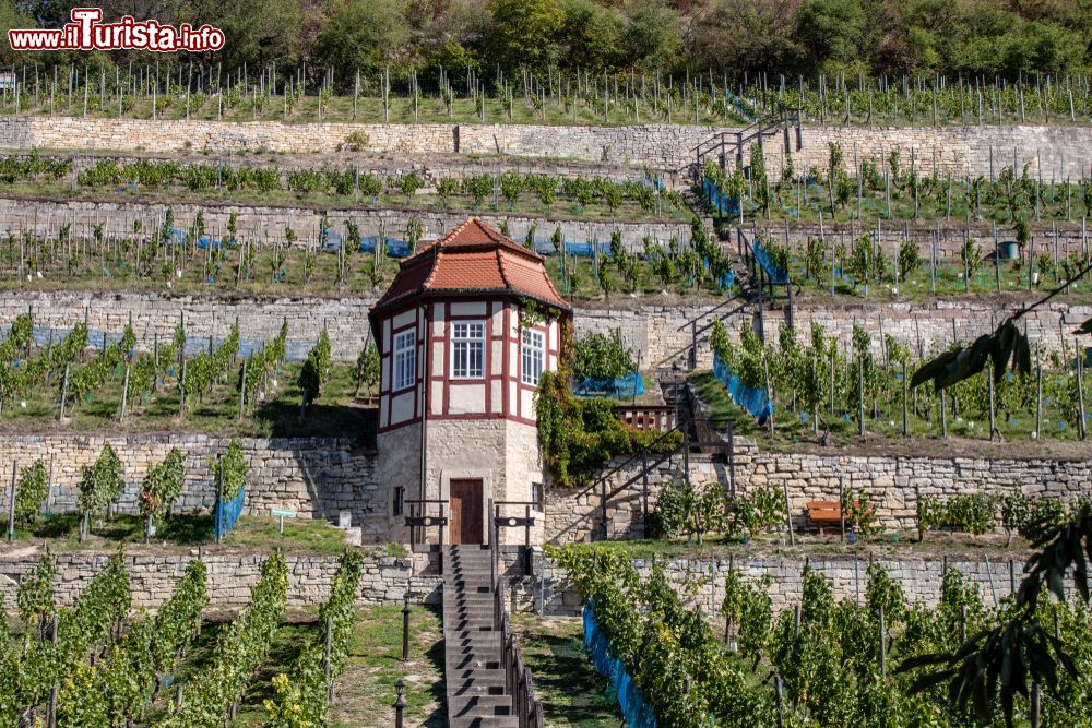 Immagine Freyburg / Unstrut, panorama dei vigneti tipici della Sassonia-Anhalt