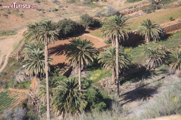 Immagine Vegetazione e natura tipiche di Pajara, parco di Betancuria, Fuerteventura - Non è vero che le più belle palme sono solo nei telefilm di Miami, anche qui, nel parco rupestre di Betancuria, ci sono aree naturali importanti che sembrano sorgere dal nulla ma regalano delle piccoli oasi per gli occhi, perfettamente in armonia con l'ambiente circostante.