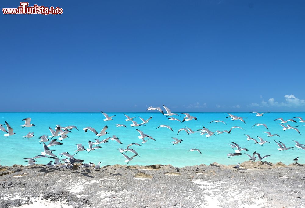 Immagine Gabbiani sulla costa a Little Exuma, Arcipelago delle Bahamas. Questo distretto delle Bahamas è costituito da 365 fra isole e isolotti.