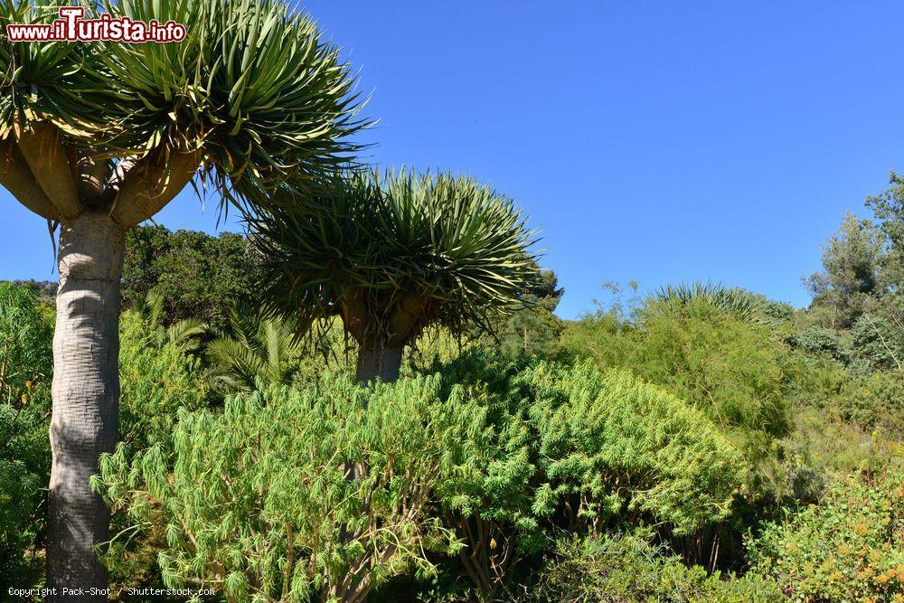 Immagine Giardini di Rayol-Canadel-sur-Mer in primavera, Costa Azzurra (Francia) - © Pack-Shot / Shutterstock.com