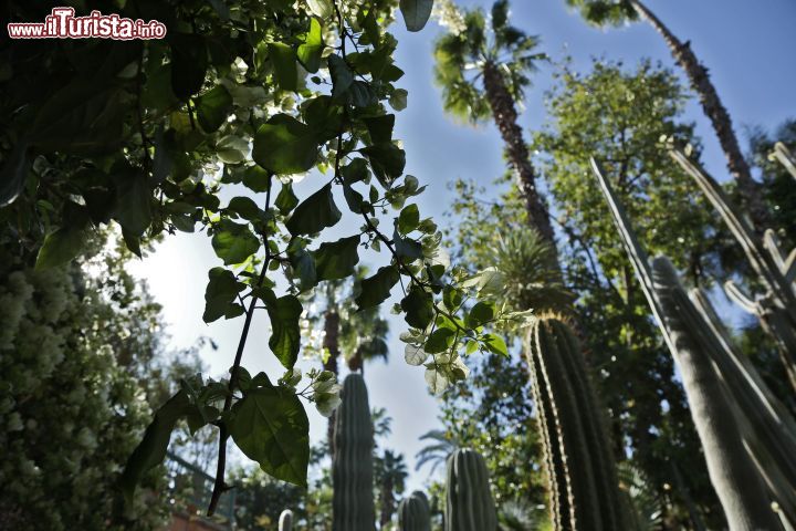 Immagine Scorcio panoramico ai giardini Majorelle di Marrakech, Marocco - Paragonati a un giardino impressionista ma anche a un'oasi di pace, questi giardini rappresentano uno degli angoli più interessanti della città imperiale sia per i colori che per l'atmosfera che vi si respira