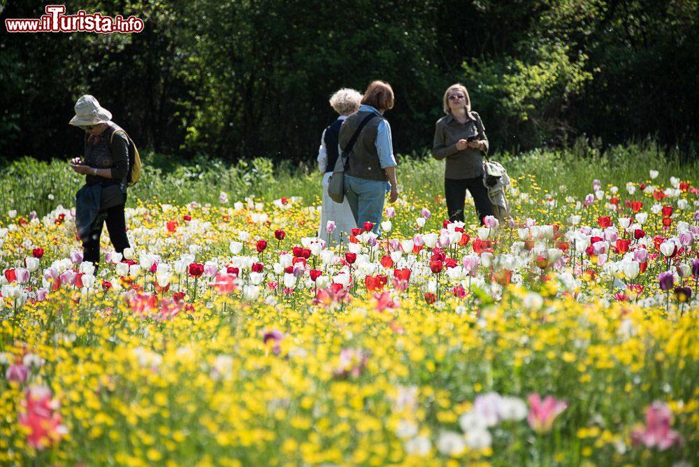 Immagine Giardinity primavera – I Bulbi di Evelina Pisani: la spettacolare fioritura, da precoce a tardiva, di 70mila tulipani olandesi, forniti dalla prestigiosa azienda olandese