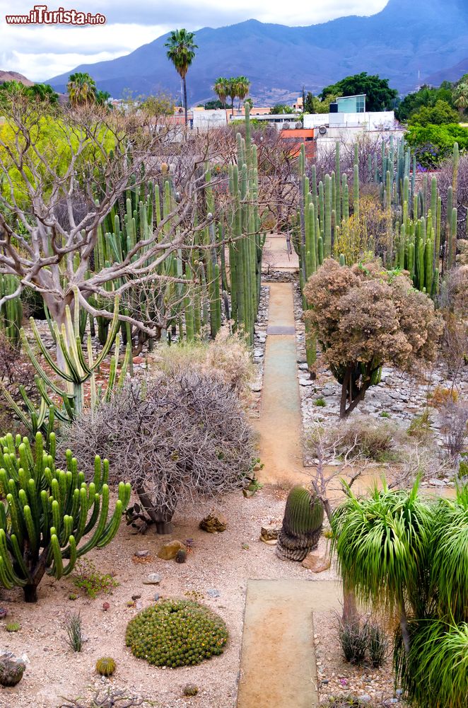 Immagine Il Giardino Etnobotanico di Oaxaca (Messico) si trova nel complesso del convento di Santo Domingo.