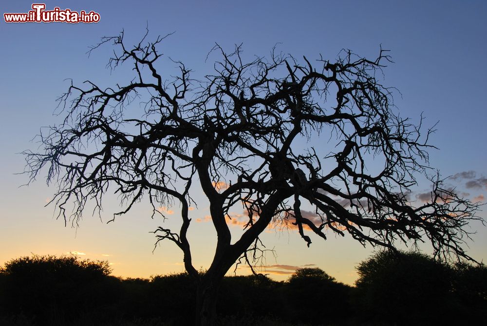 Immagine Gobabis, Namibia: tramonto nella savana