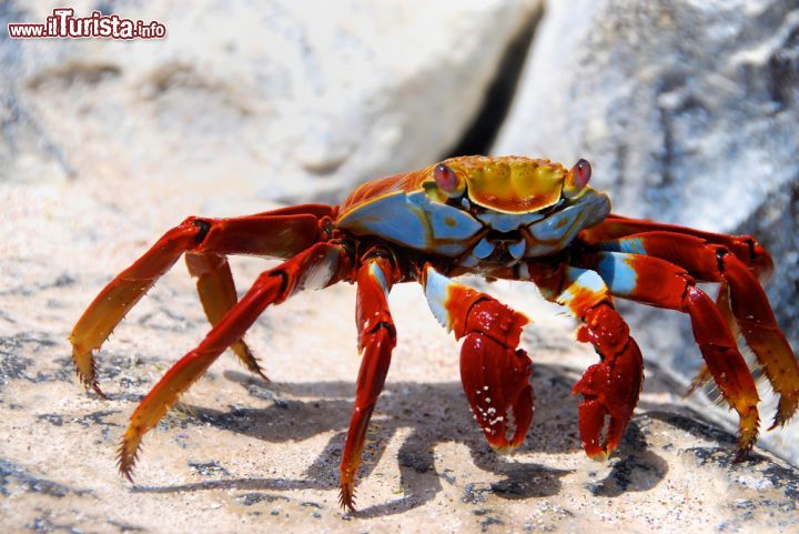 Immagine Grapsus grapsus, un colorato granchio alle Isole Galapagos. Questa varietà di granchi, molto tipici delle coste orientali dell'Oceano Pacifico, possono presentare colorazioni differenti. Sono caratteristici per il loro movimento rapidissimo lungo le spiagge - © lichtspiele / Shutterstock.com