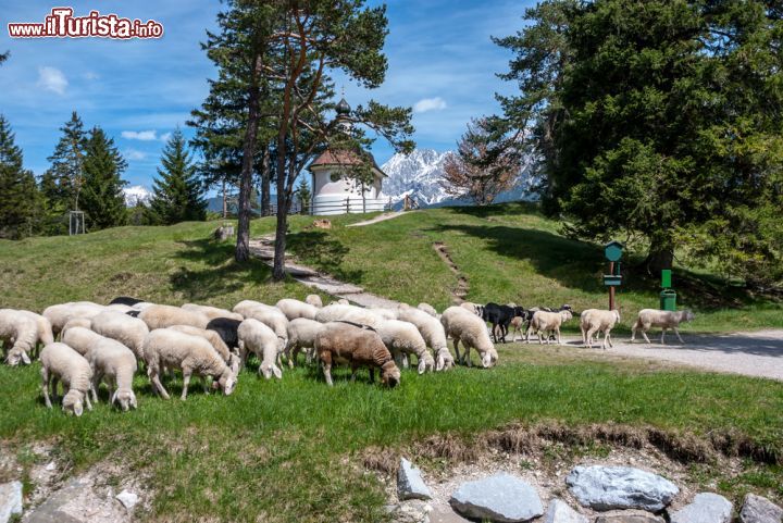 Immagine Gregge al pascolo nella regione di Mittenwald, Baviera, Germania - © Stacey Newman / Shutterstock.com