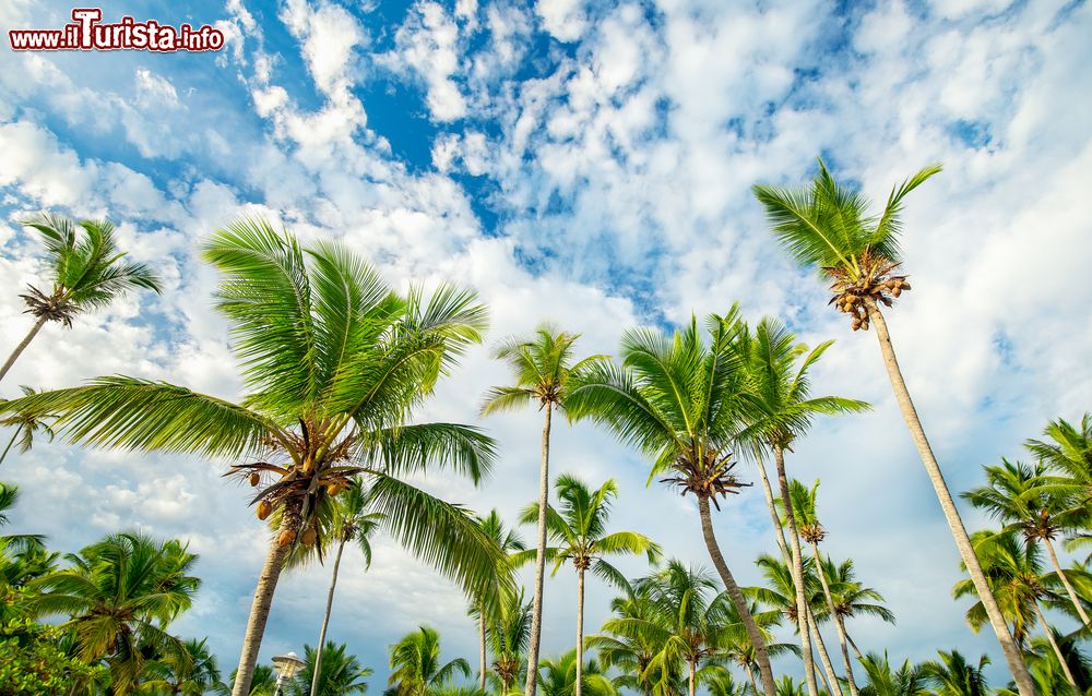 Immagine Gruppo di Palme sulla costa di Juan Dolio in Repubblica Dominicana