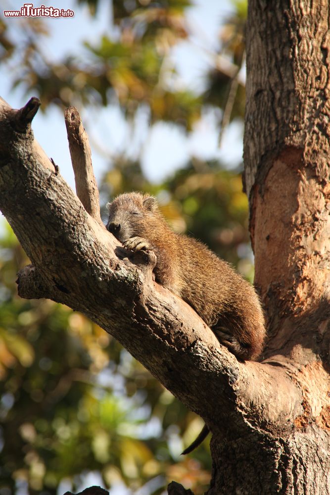 Immagine Un esemplare di hutia cubano su un albero a Guamà, provincia di Matanzas, Cuba.