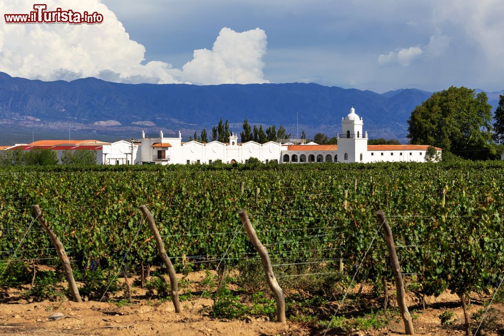 Immagine I bei vigneti di Mendoza, Argentina. Di grande importanza è la produzione di vino e di olio di oliva.