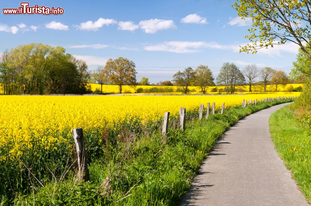 Immagine I paesaggi bucolici dello  Schleswig-Holstein in Germania