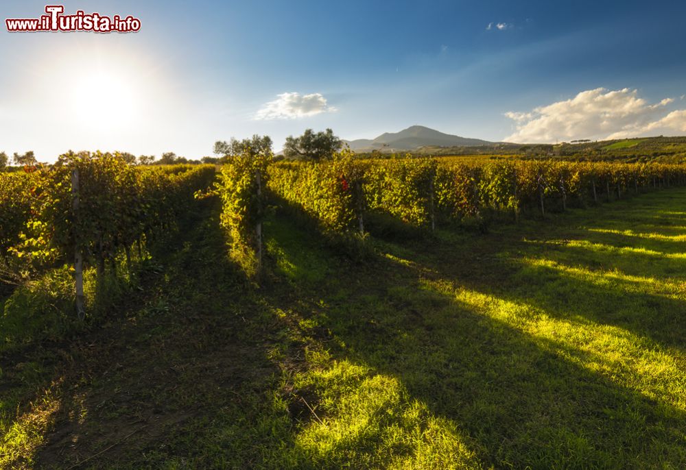 Immagine I Vigneti della Strada del vino Aglianico sul Vulture in Basilicata