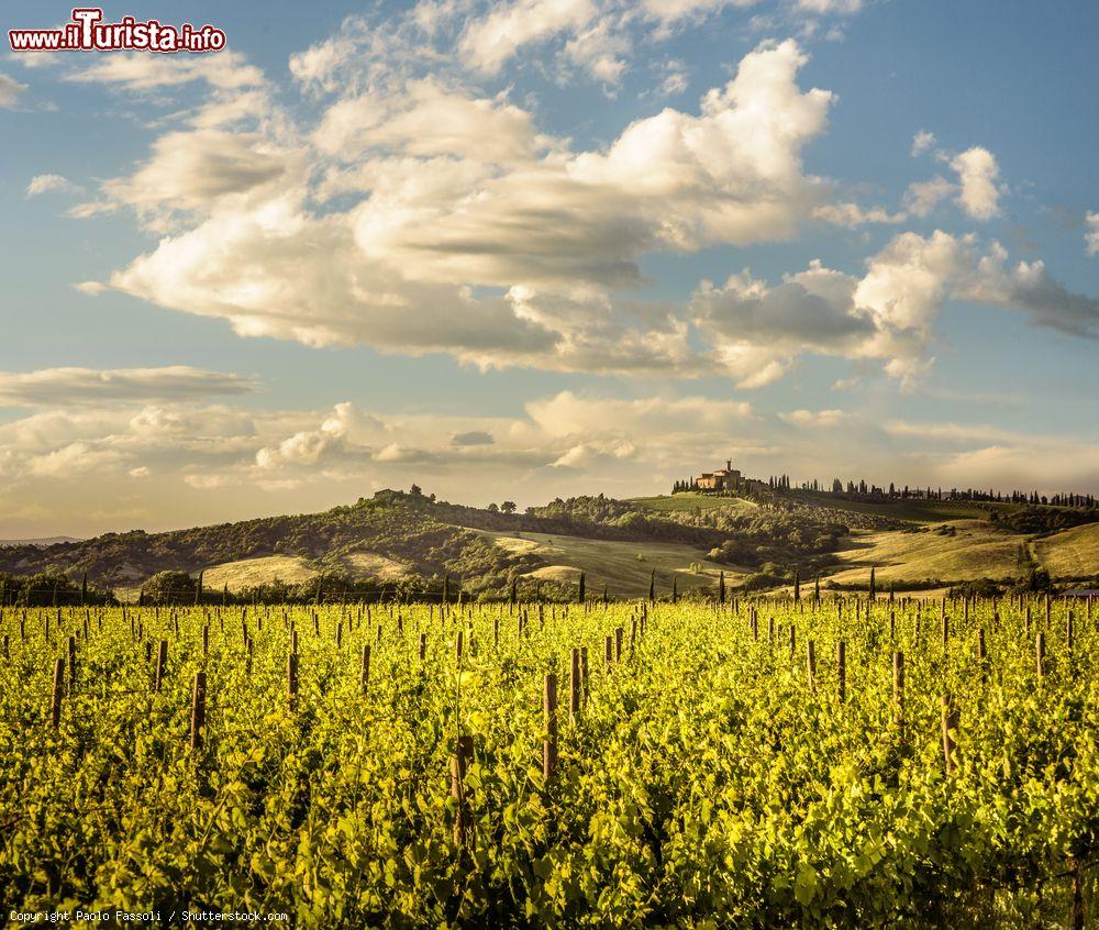 Immagine I vigneti della Val d'Orcia a Cinigiano in Toscana - © Paolo Fassoli / Shutterstock.com