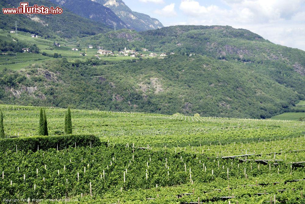 Immagine I vigneti di Traminer sulla strada del Vino in Alto Adige. - © Peter Probst / Shutterstock.com