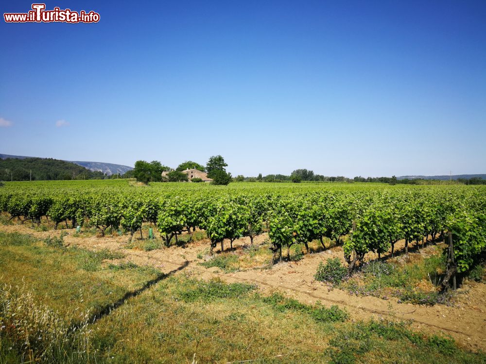 Immagine I vigneti intorno a Ménerbes