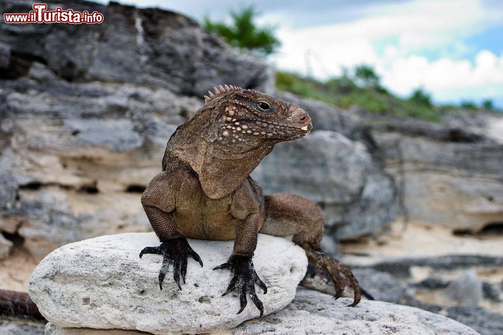 Immagine Iguana a Cayo Largo, Cuba. Passeggiando per quest'isola si possono ammirare facilmente pellicani, aironi e pappagalli ma anche iguane e tartarughe marine. Qui, un bell'esemplare di iguana in relax sulle rocce.