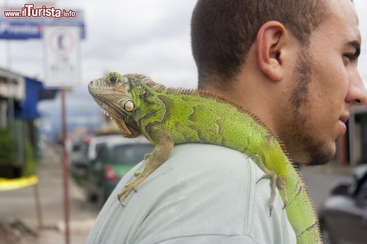 Immagine Un uomo con in spalla un'iguana a San José, Costa Rica. Una simpatica iguana verde a spasso per le vie della capitale sulle spalle di un uomo. Queste grandi lucertole sono native del sud e centro America - © riekephotos / Shutterstock.com