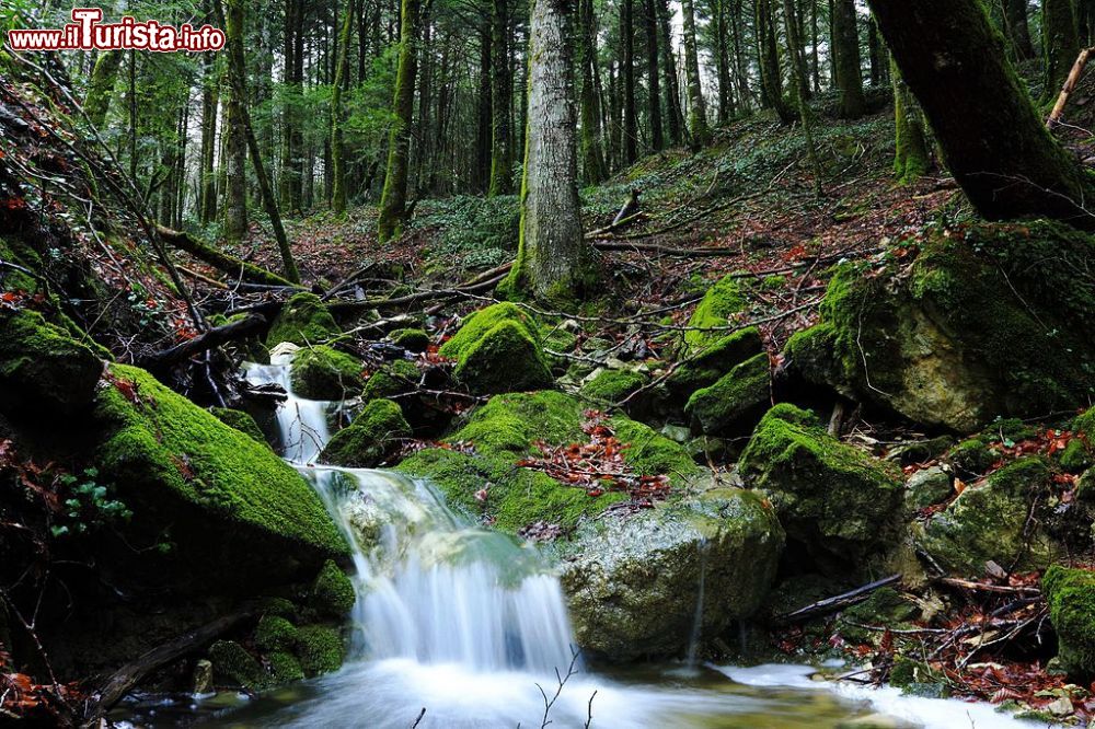 Immagine Il bosco ed un ruscello a Collemeluccio vicino a Pescolanciano in Abruzzo - © aledm90, CC BY-SA 4.0, Wikipedia