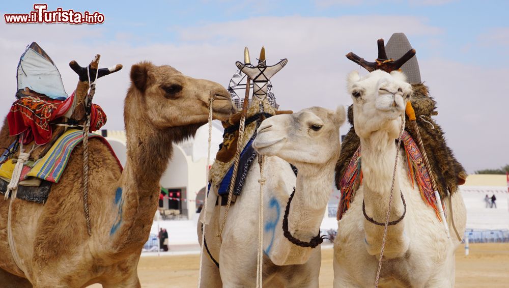 Immagine Il festival dei dromedari a Douz, Tunisia. Questo importante evento tramanda la cultura tradizionale, la storia e le usanze dei nomadi: dal 1910, l'oasi di Douz vede sfilare cavalieri e dromedari in una grande giostra di costume.