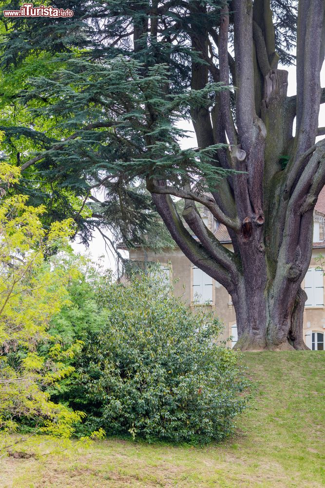 Immagine Il grande cedro del libano nel giardino del Castello di Hauterives