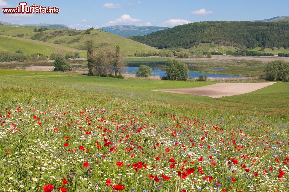Immagine Il lago di Colfiorito in Umbria durante la stagione delle fioriture, tra giuno e luglio