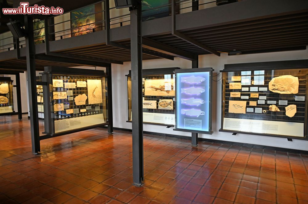 Immagine Il Museo del Giura a Eichstatt.in Baviera - © foto: Sonja Vietto Ramus e Massimo Valentini