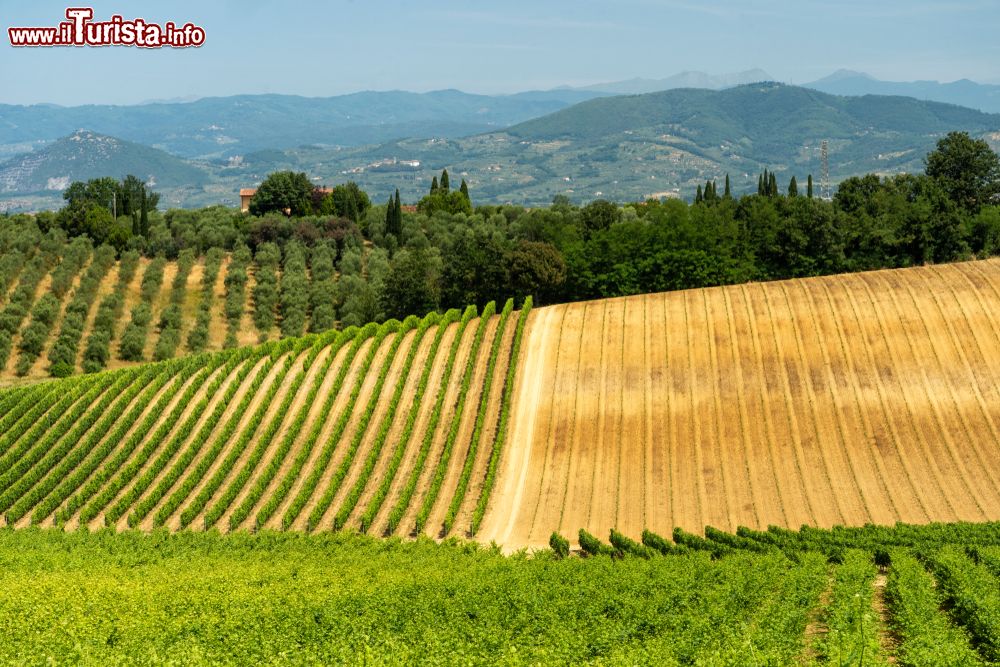 Immagine Il paesaggio collinare delle campagne di Porciano in Toscana