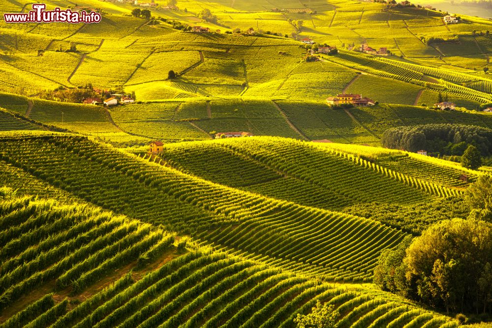 Immagine Il paesaggio incantato dei vigneti di Barolo nelle Langhe in Piemonte, alla fine dell'estate