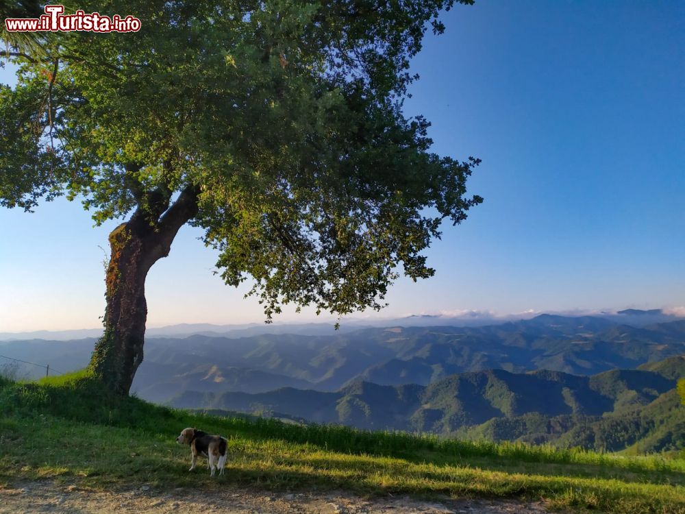 Immagine Il panorama sconfinato che si ammira verso est dall'Altopiano di Monte Romano, Comune di Brisighella, Emilia-Romagna