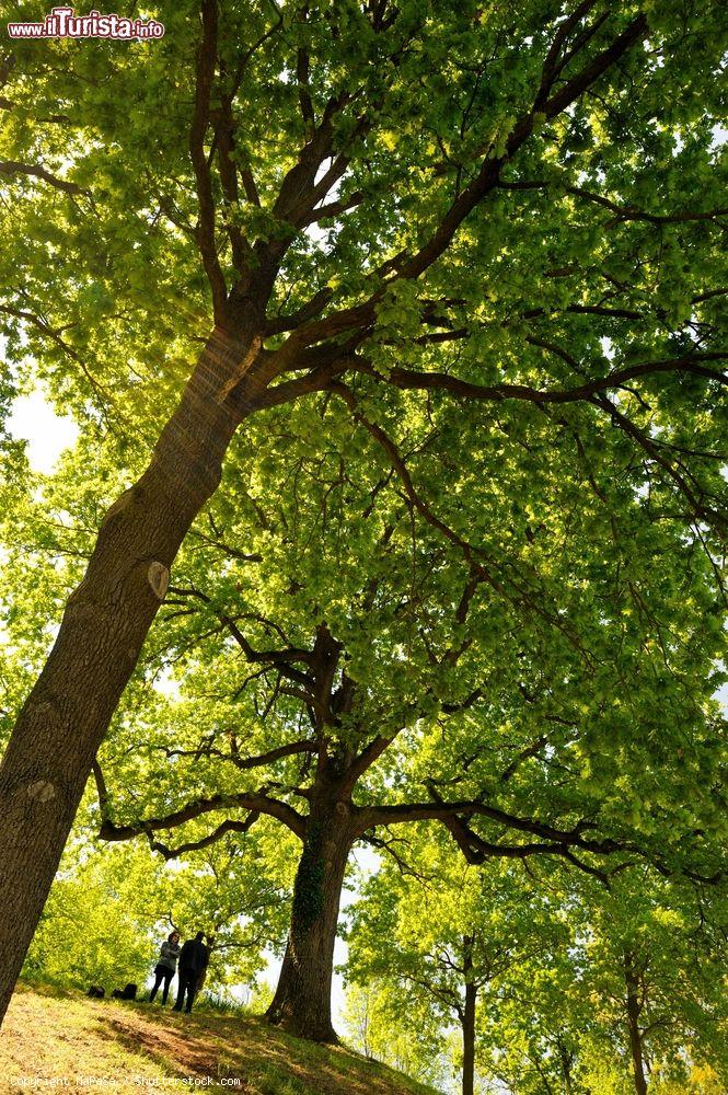 Immagine Il parco del Castello di Poirino in Piemonte, non distante da Torino - © MaPaSa / Shutterstock.com