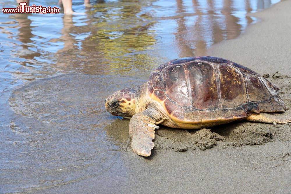 Immagine Il rilascio di una tartaruga a Marina di Alberese in Toscana